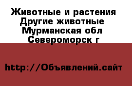 Животные и растения Другие животные. Мурманская обл.,Североморск г.